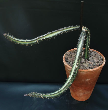 Senecio stapelliformis