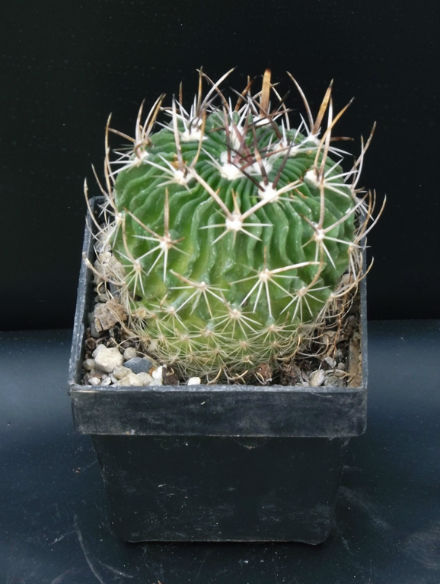 Stenocactus aispotus