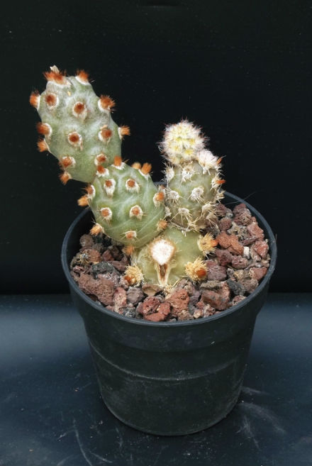 Tephrocactus molinensis