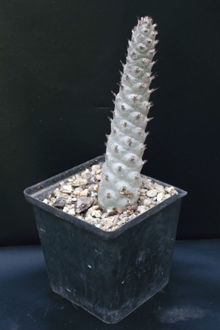 Tephrocactus strombiliformis
