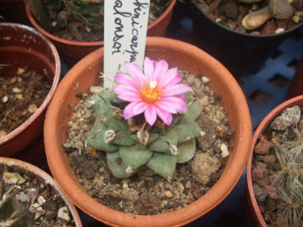 Turbinicarpus alonsoi