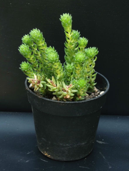 Senecio stapelliformis